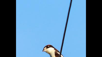 Kızılbaşlı örümcekkuşu