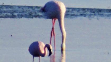 Küçük flamingo