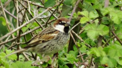 Spanish Sparrow
