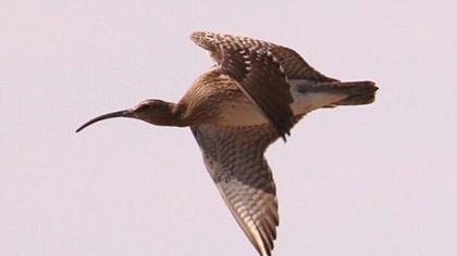 Sürmeli kervançulluğu