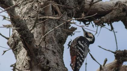 Aksırtlı ağaçkakan