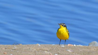 Western Yellow Wagtail