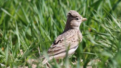 Türkistan çorak toygarı