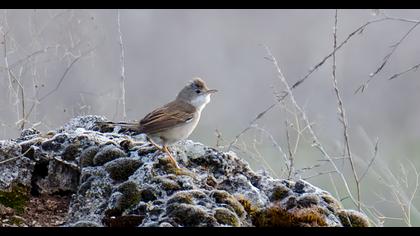 Akgerdanlı ötleğen