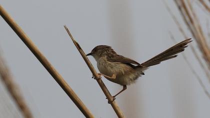 Dikkuyruklu ötleğen