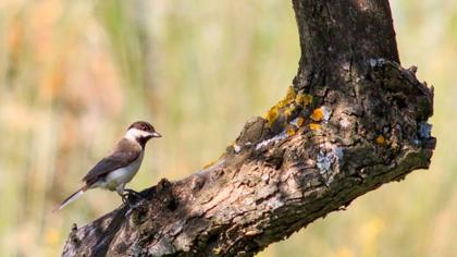 Akyanaklı baştankara