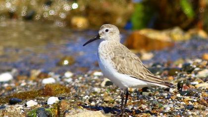 Karakarınlı kumkuşu