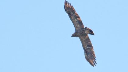 Küçük orman kartalı