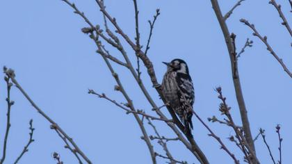 Küçük ağaçkakan