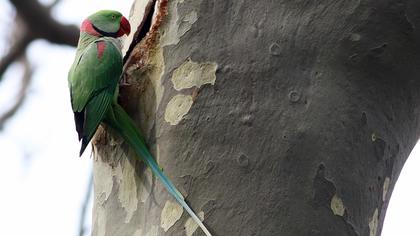 İskender papağanı