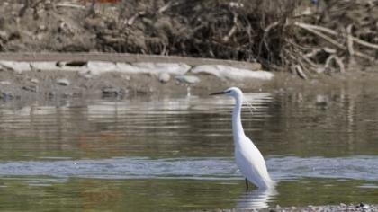 Küçük ak balıkçıl
