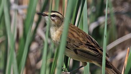 Kındıra kamışçını