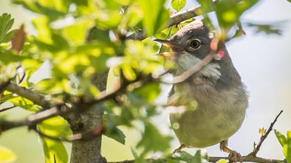 Akgerdanlı ötleğen