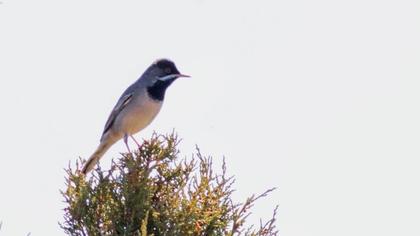 Karaboğazlı ötleğen