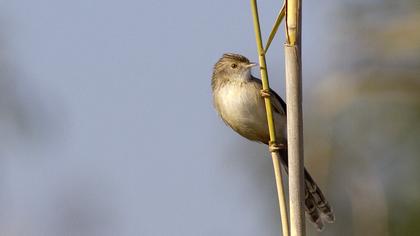 Dikkuyruklu ötleğen