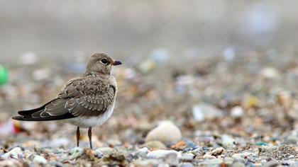 Bataklıkkırlangıcı