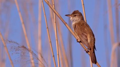 Büyük kamışçın
