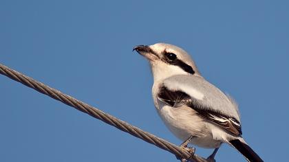 Büyük örümcekkuşu