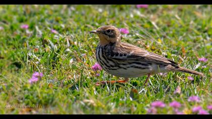 Kızılgerdanlı incirkuşu