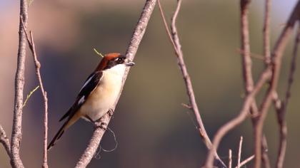 Kızılbaşlı örümcekkuşu