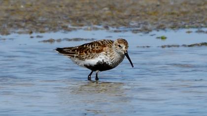 Karakarınlı kumkuşu