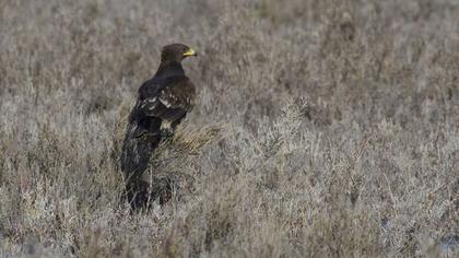Küçük orman kartalı