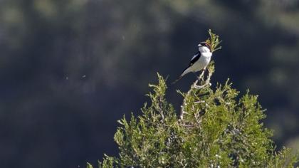 Kızılbaşlı örümcekkuşu
