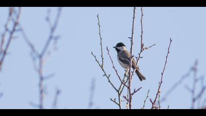 Akyanaklı baştankara
