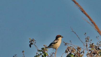 Kızılbaşlı örümcekkuşu