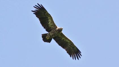 Küçük orman kartalı