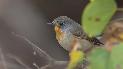 Red-breasted Flycatcher