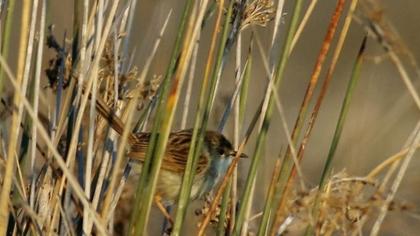 Dikkuyruklu ötleğen