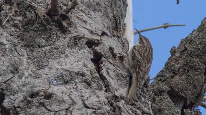 Bahçe tırmaşıkkuşu