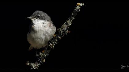 Küçük akgerdanlı ötleğen