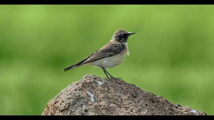 Karakulaklı kuyrukkakan