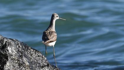 Bataklık düdükçünü