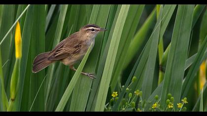 Kındıra kamışçını