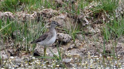 Orman düdükçünü