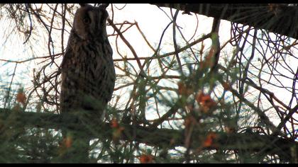 Kulaklı orman baykuşu