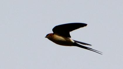 Kızıl kırlangıç