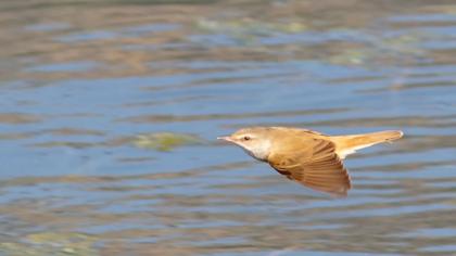 Büyük kamışçın
