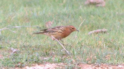 Kızılgerdanlı incirkuşu