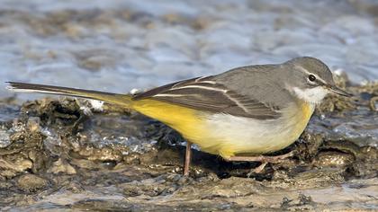 Dağ kuyruksallayanı
