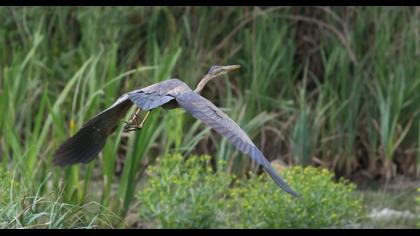 Erguvani balıkçıl