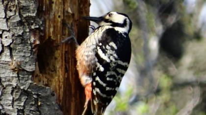 Aksırtlı ağaçkakan