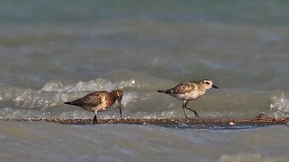 Kıyı çamurçulluğu