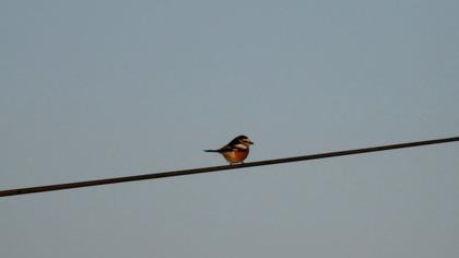 Maskeli örümcekkuşu