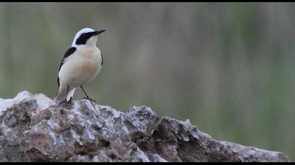 Karakulaklı kuyrukkakan