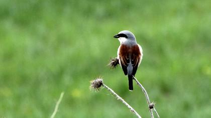 Kızılsırtlı örümcekkuşu