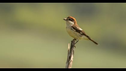 Kızılbaşlı örümcekkuşu